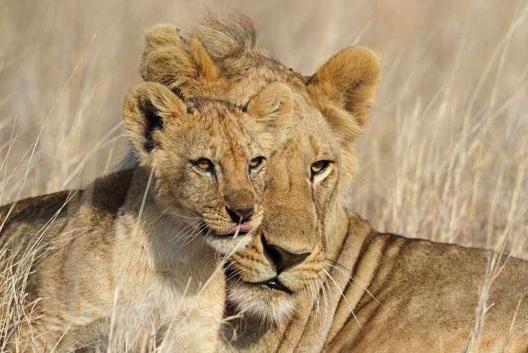 Stone Town to Nairobi trip - alternative tour available