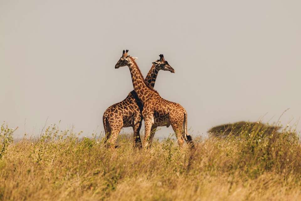 Stone Town to Nairobi - Intrepid Travel - Tanzania - Image 13