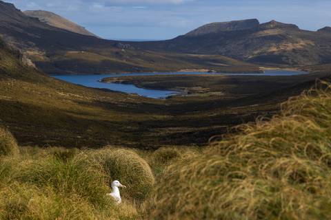 Adventure Tour: Subantarctic Discovery - Douglas Mawson