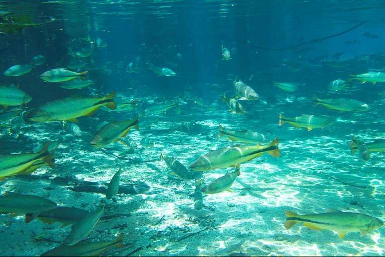 Sucuri River Snorkel Tour trip - alternative tour available