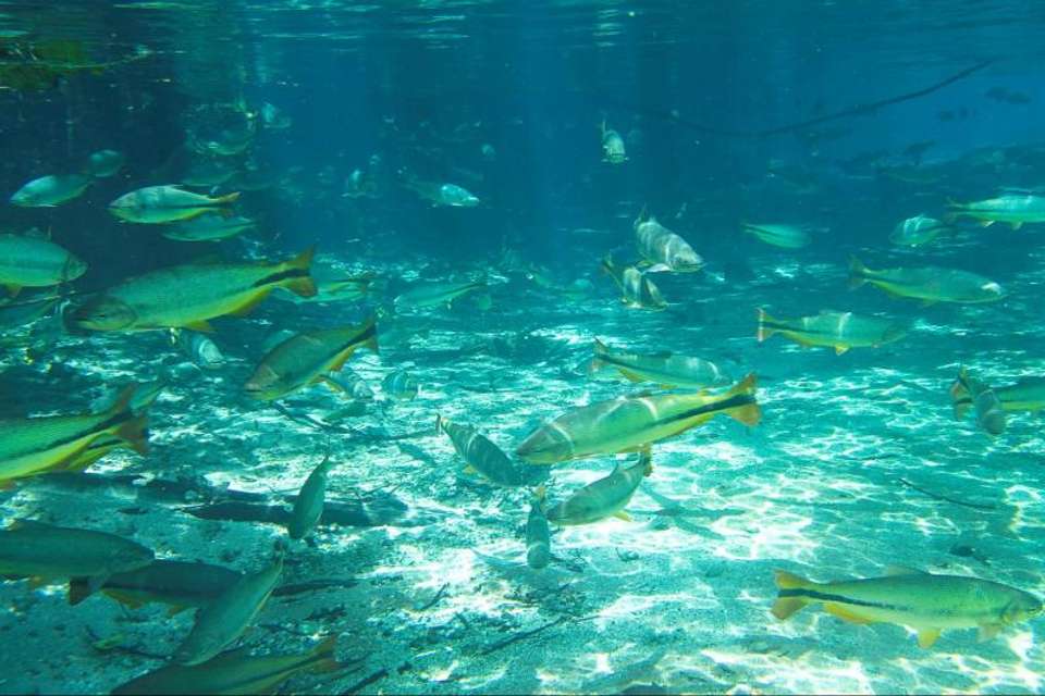 Sucuri River Snorkel Tour - Tangol Tours - Oman - Image 1