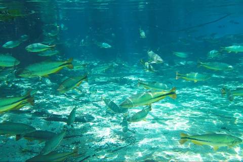 Oman Guided And Escorted Tours: Sucuri River Snorkel Tour