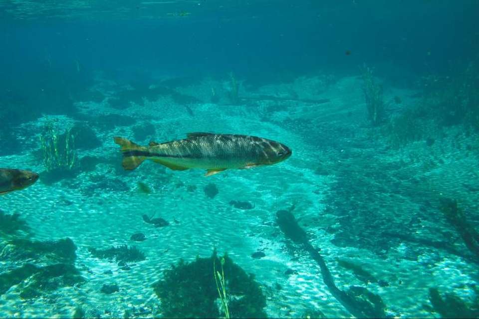 Sucuri River Snorkel Tour - Tangol Tours - Oman - Image 5
