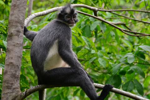 Indonesia Guided And Escorted Tours: Sumatra Adventure