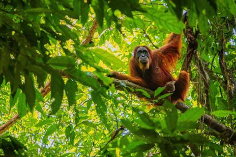 Sumatra Adventure - September 2027