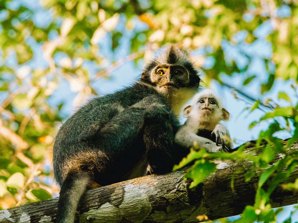 Sumatra Uncovered - Trutravels - Indonesia - Image 6