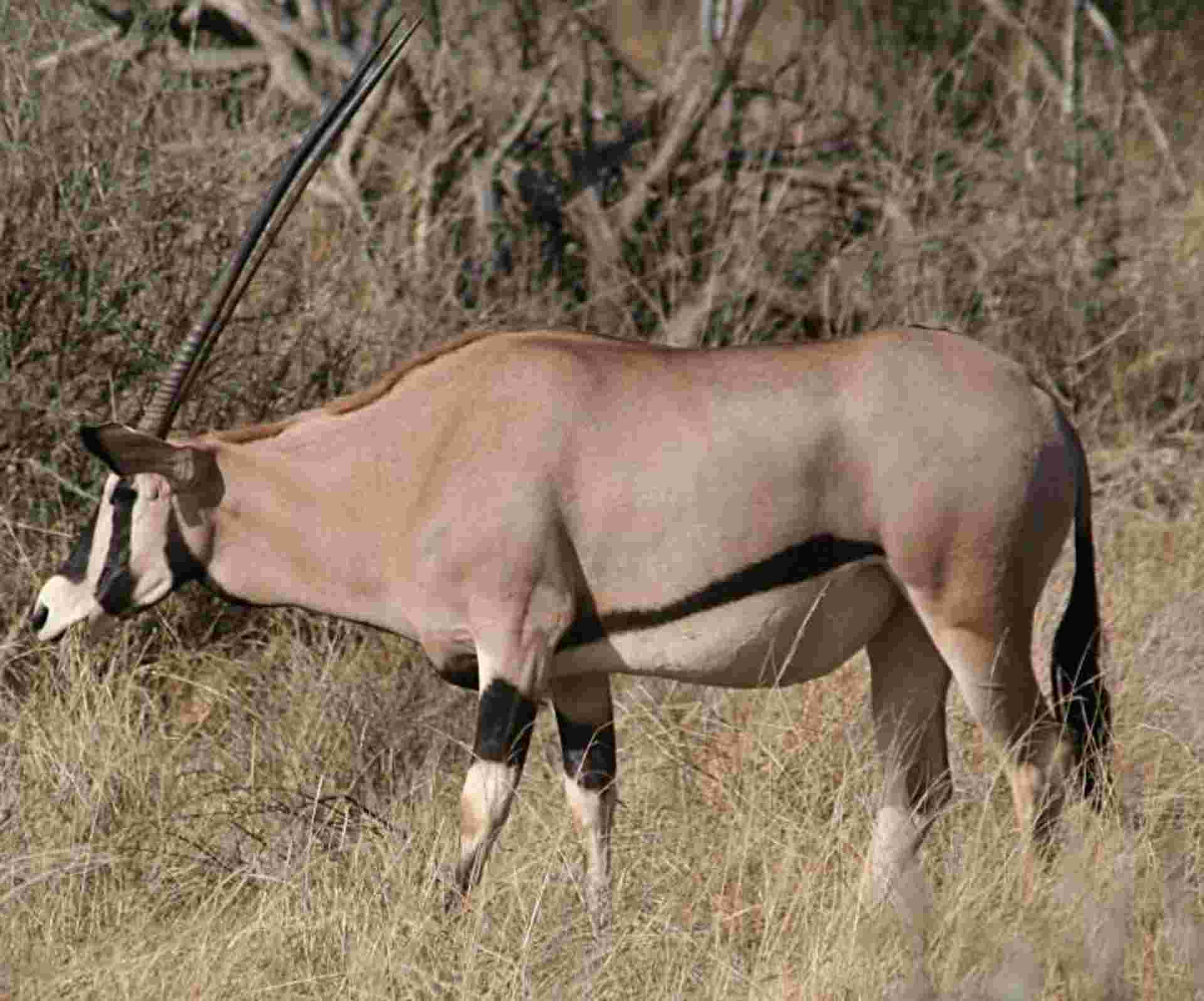 Super Kenyan Safari 8D/7N (Masai Mara, Lake Nakuru, Sweetwaters & Samburu)