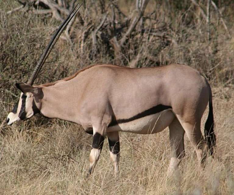 Super Kenyan Safari 8D/7N (Masai Mara, Lake Nakuru, Sweetwaters & Samburu) trip - alternative tour available