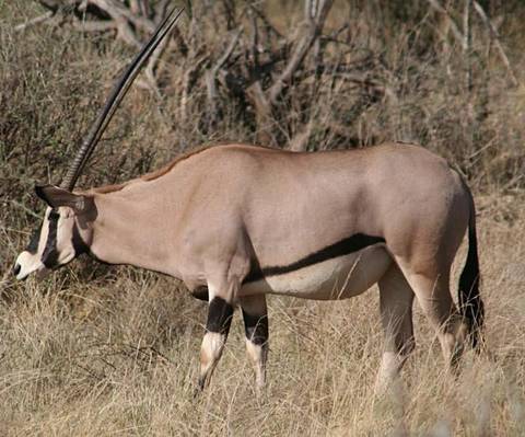 Kenya Tours For Young Adults: Super Kenyan Safari 8d/7n (masai Mara, Lake Nakuru, Sweetwaters & Samburu)