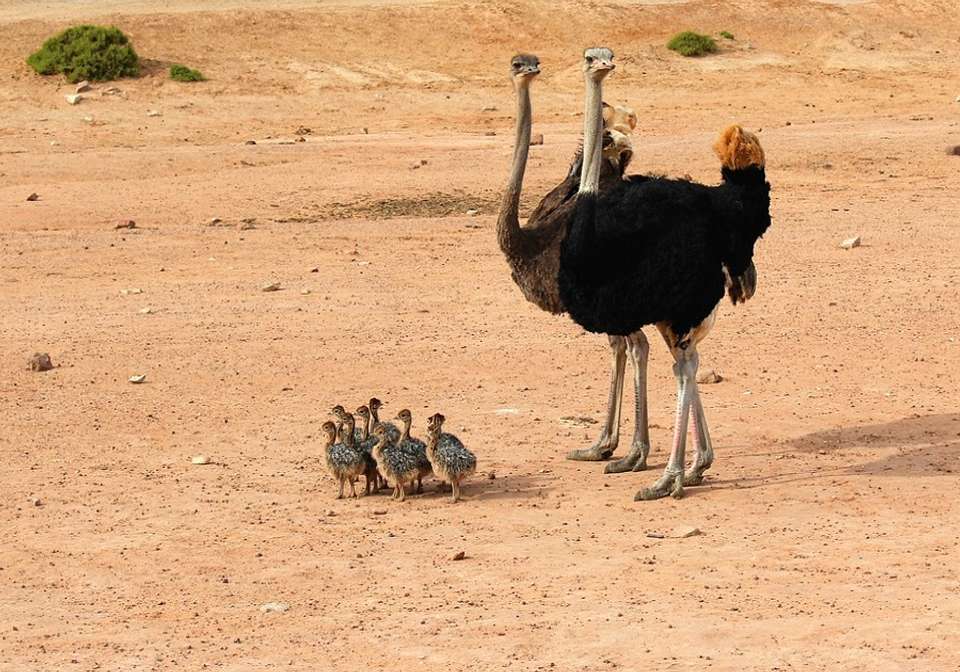 Super South Africa - Indus Travels - South Africa - Image 2