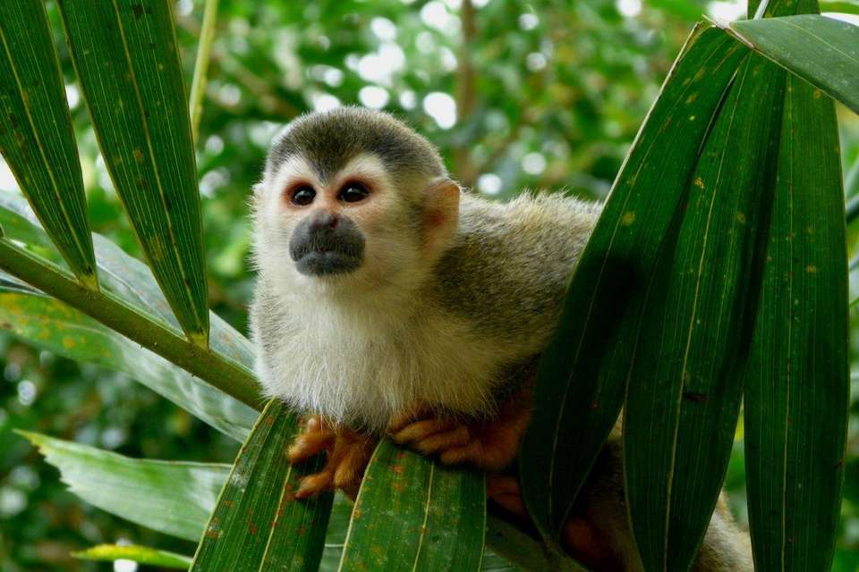 Supersaver | Costa Rica Essentials Plus & Manuel Antonio Extension, 10 Days - Destination Services - Costa Rica - Image 3