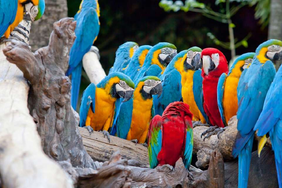 Supersaver | Costa Rica Essentials Plus & Manuel Antonio Extension, 10 Days - Destination Services - Costa Rica - Image 9
