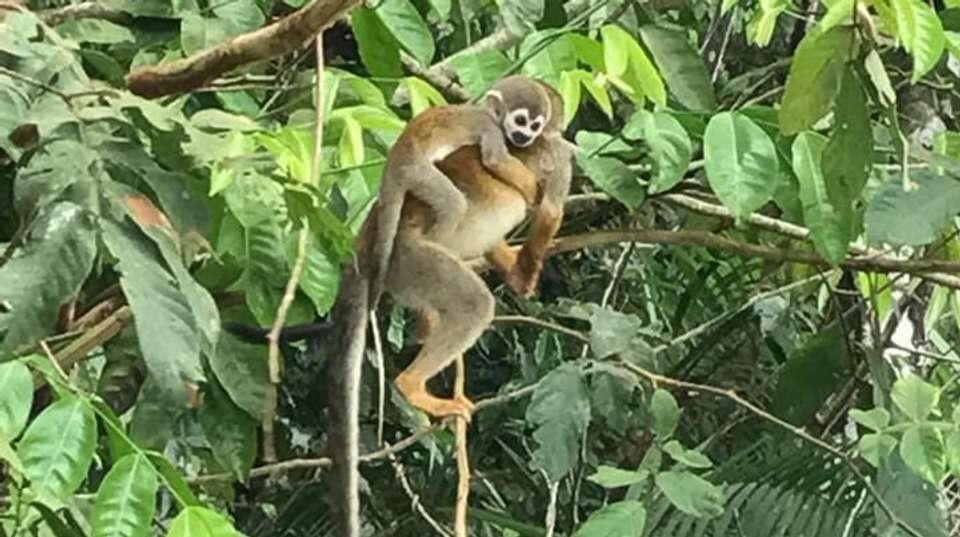  Amazon Rainforest Sustainable Experience - Nattrip - Brazil - Image 3