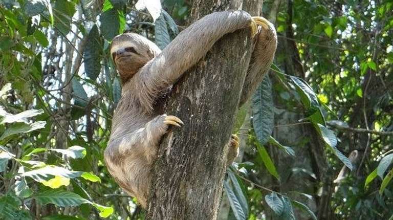  Amazon Rainforest Sustainable Experience - September 2027