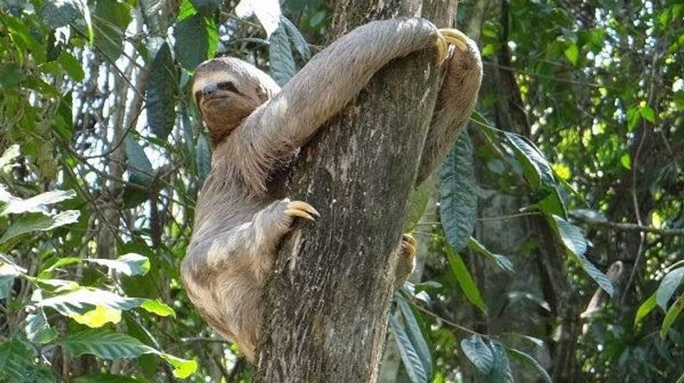  Amazon Rainforest Sustainable Experience - Nattrip - Brazil - Image 1