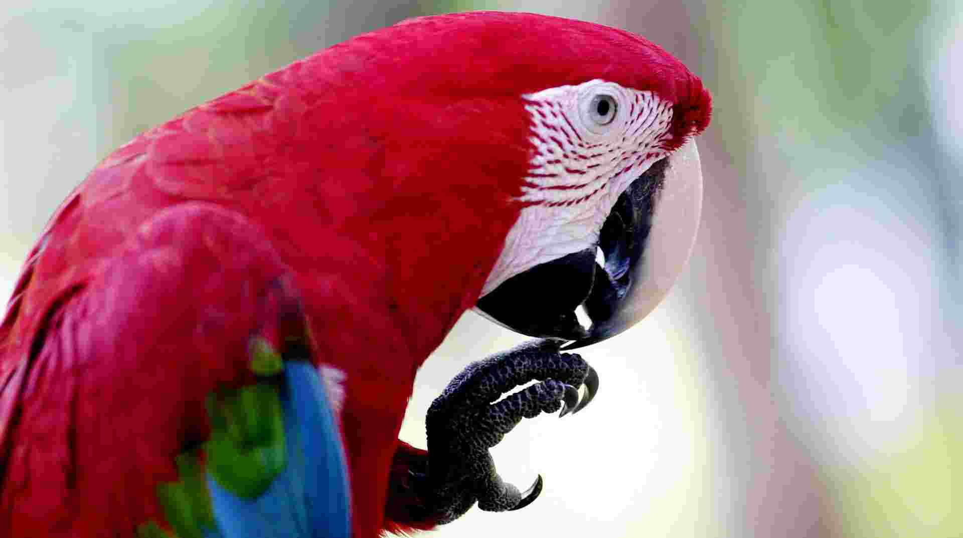 Rio de Janeiro, Iguassu Falls and Amazon Rainforest