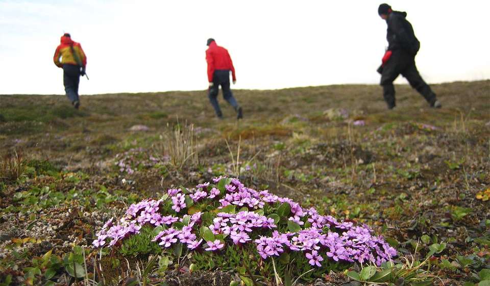 Svalbard Arctic Adventure - Polar Summer - Exodus Adventure Travels - Norway - Image 3