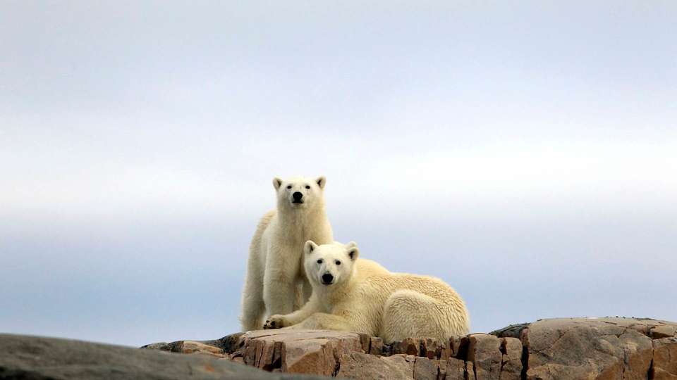 Svalbard Arctic Adventure - Polar Summer - Exodus Adventure Travels - Norway - Image 5