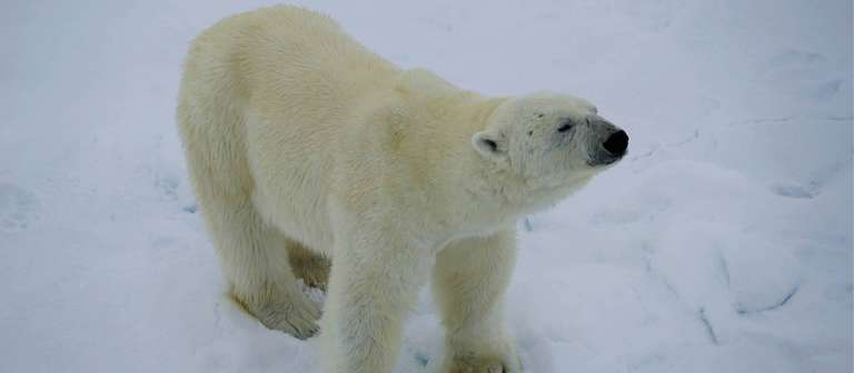 Svalbard Circumnavigation & Kvitoya trip - alternative tour available