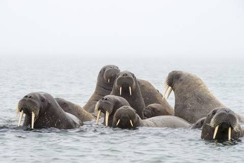 Finland Travel Deals: Svalbard Explorer: Best Of High Arctic Norway