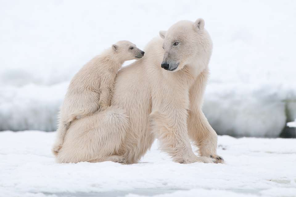 Svalbard Explorer: Best of High Arctic Norway - Exodus Adventure Travels - Finland - Image 3