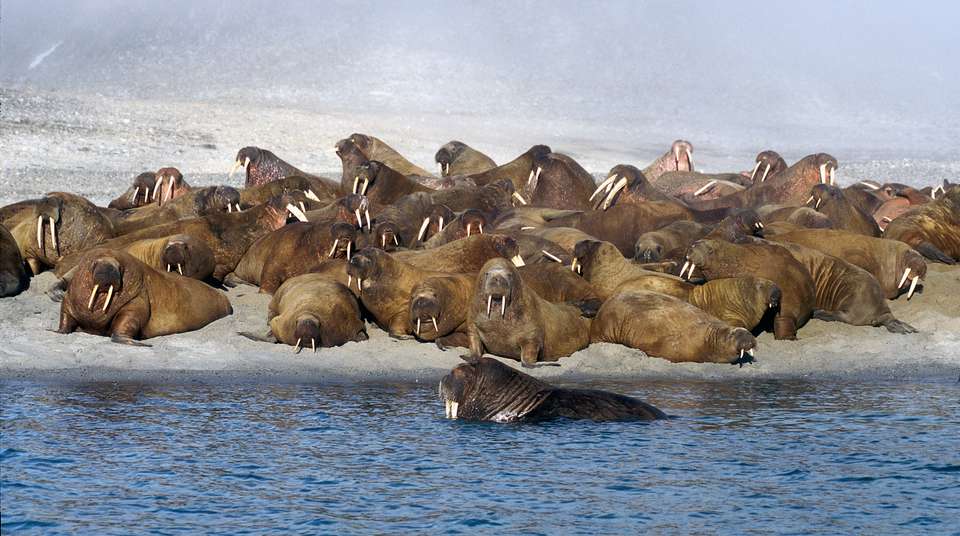 Svalbard Explorer: Best of High Arctic Norway - Exodus Adventure Travels - Finland - Image 9