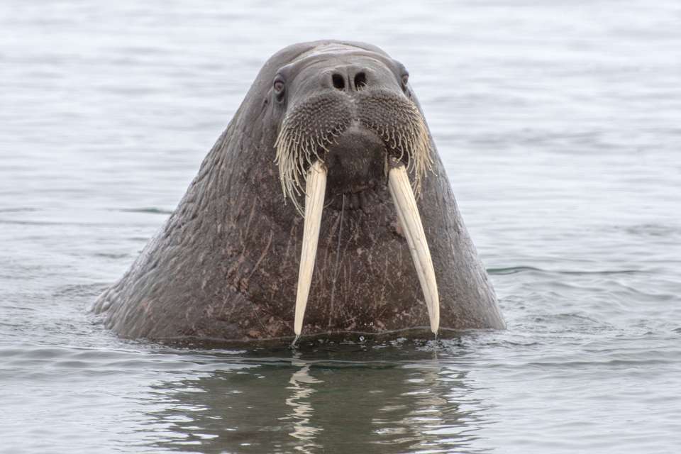 Svalbard Explorer: Best of High Arctic Norway - Exodus Adventure Travels - Finland - Image 11