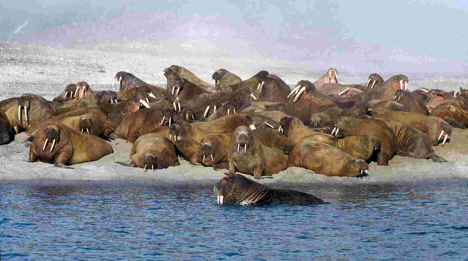 Svalbard Explorer: Best of High Arctic Norway (2026)