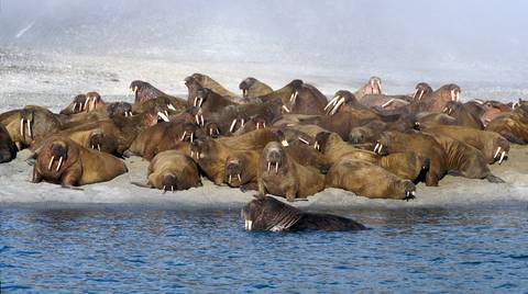 Finland Travel Deals: Svalbard Explorer: Best Of High Arctic Norway (2026)