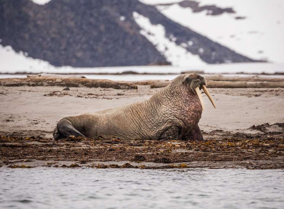 Svalbard Explorer: Best of High Arctic Norway in Depth - undefined - Image 2