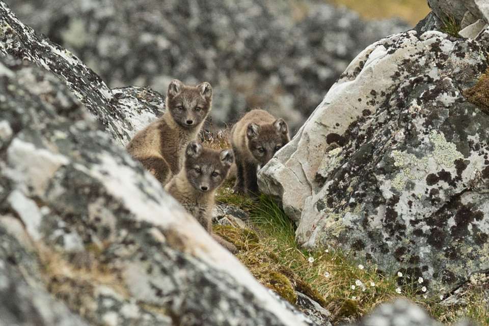 Svalbard Explorer: Best of High Arctic Norway in Depth - undefined - Image 5