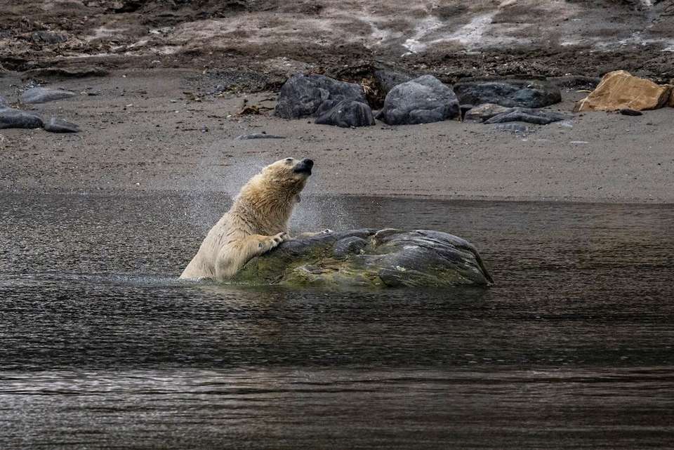 Svalbard Express - (Ocean Albatros) - undefined - Image 2