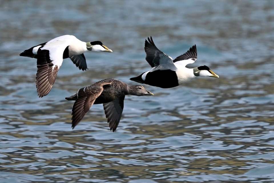 Svalbard Express - (Ocean Albatros) - undefined - Image 5