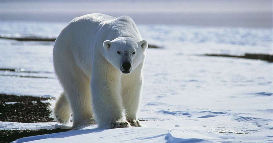 Svalbard, Greenland and Iceland - Expedition - Explore - Norway