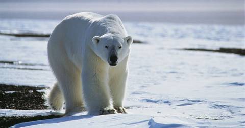 Europe Cruise Tour: Svalbard, Greenland And Iceland - Expedition
