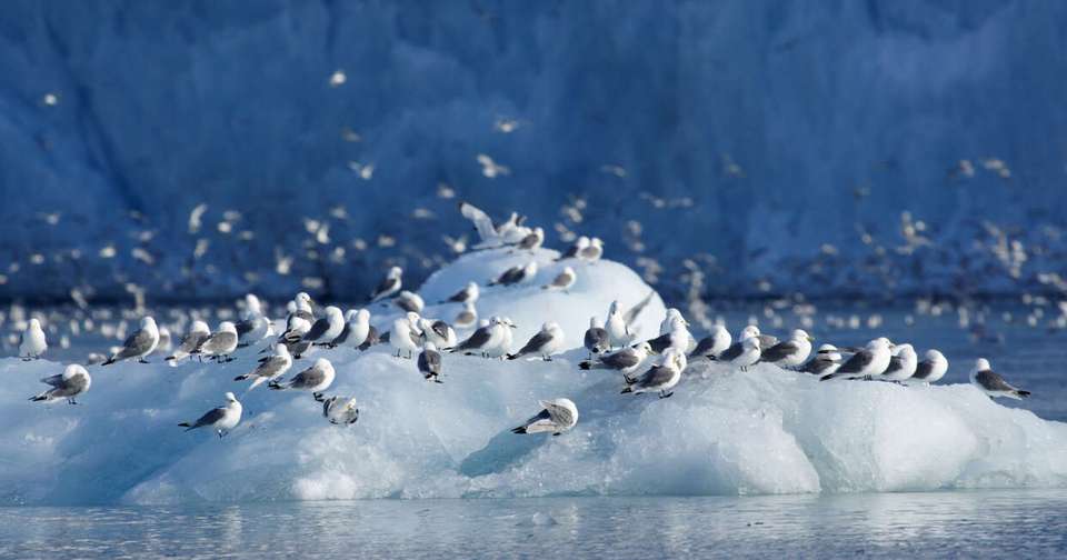 Svalbard, Greenland and Iceland - Expedition - Explore - Norway