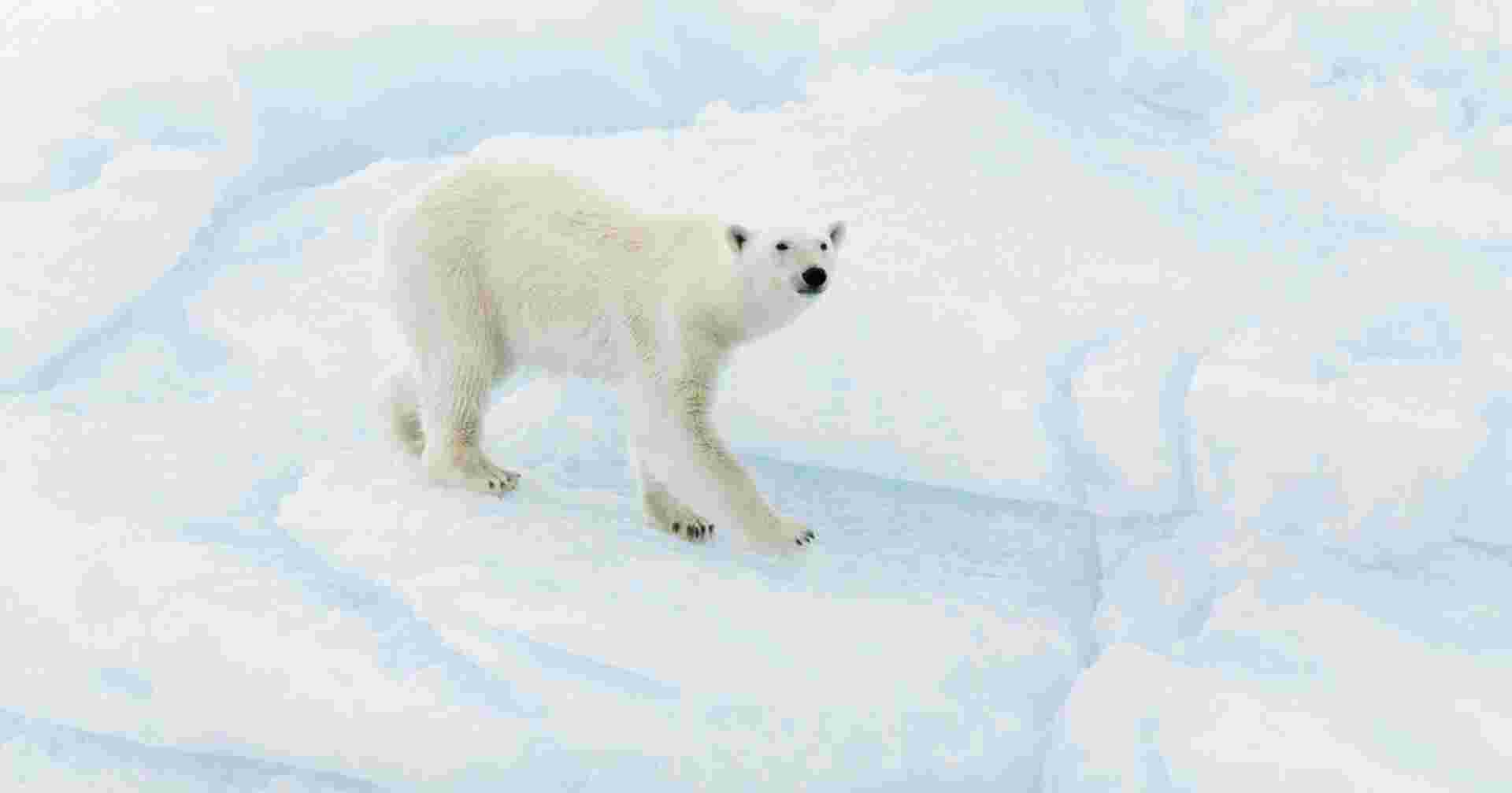 Svalbard In Depth - M/V Greg Mortimer