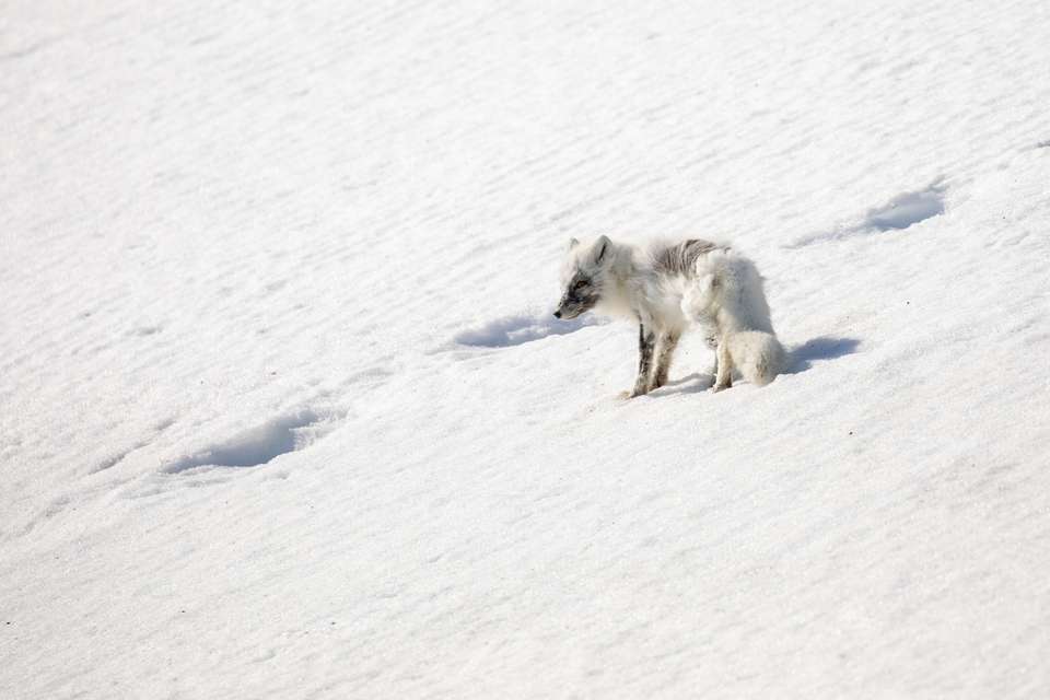 Svalbard in Spring: Sea Ice, Pristine Snow and Wildlife (12 Days) - Exodus Adventure Travels - Finland - Image 3