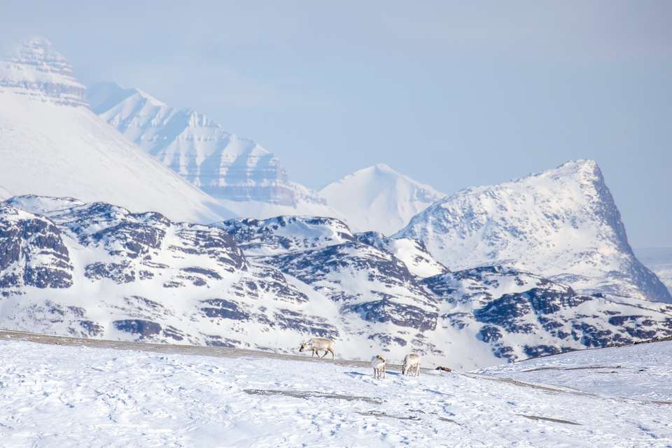 Svalbard in Spring: Sea Ice, Pristine Snow and Wildlife (12 Days) - Exodus Adventure Travels - Finland - Image 7