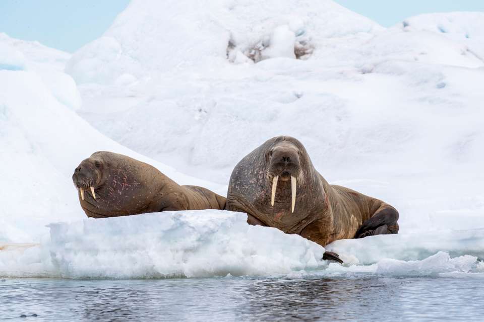 Svalbard in Spring: Sea Ice, Pristine Snow and Wildlife (12 Days) - Exodus Adventure Travels - Finland - Image 8