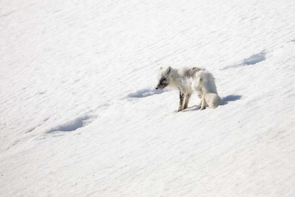 Svalbard in Spring: Sea Ice, Pristine Snow and Wildlife - Quark Expeditions - Finland - Image 3