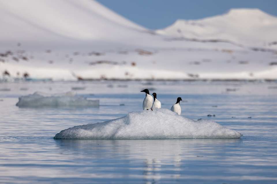 Svalbard in Spring: Sea Ice, Pristine Snow and Wildlife - Exodus Adventure Travels - Finland - Image 2