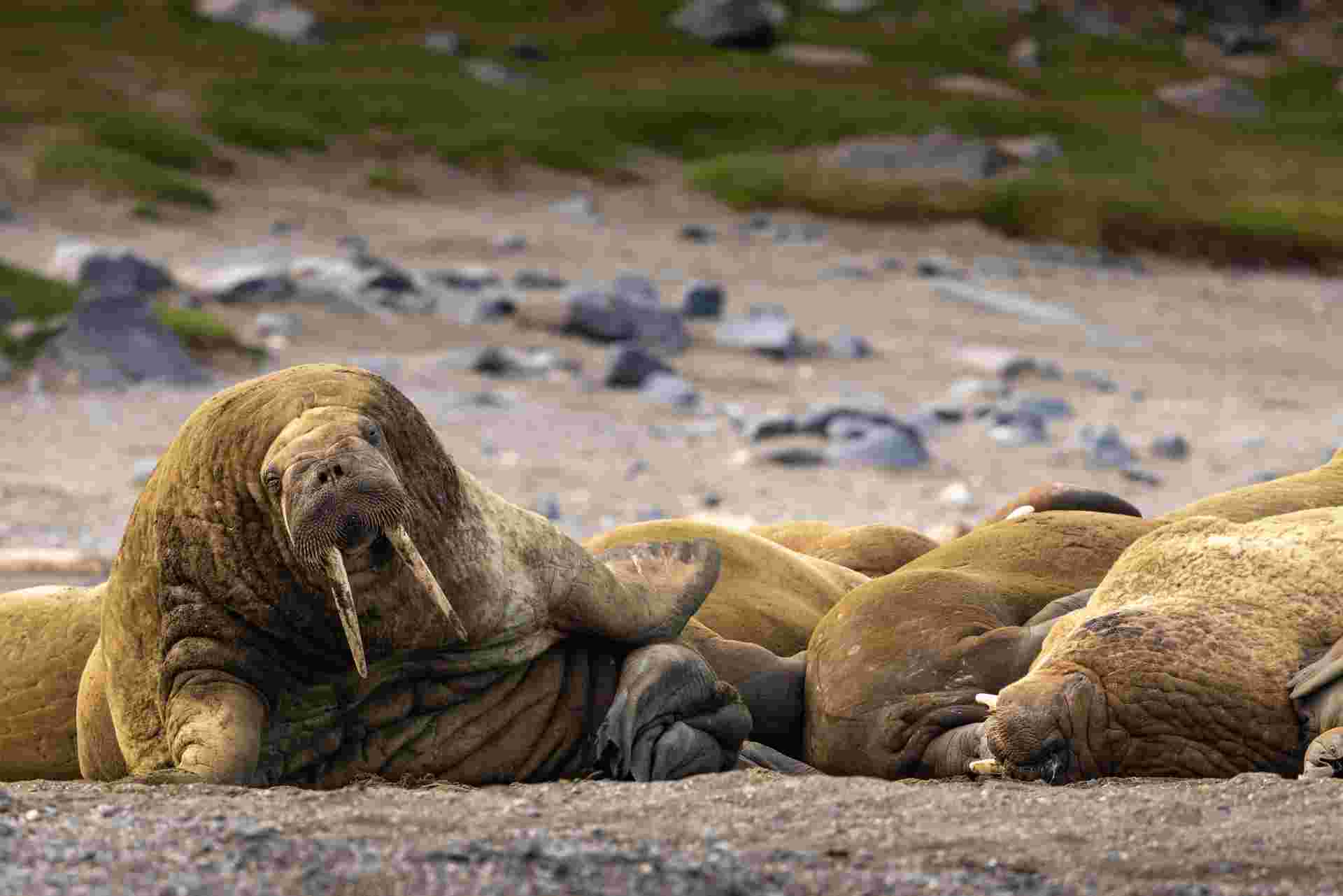 Svalbard in Summer: Tundra, Whales and Wildlife