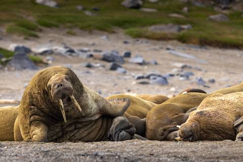 Svalbard In Summer: Tundra, Whales And Wildlife - Summer Tours