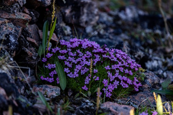Image 5 of 11