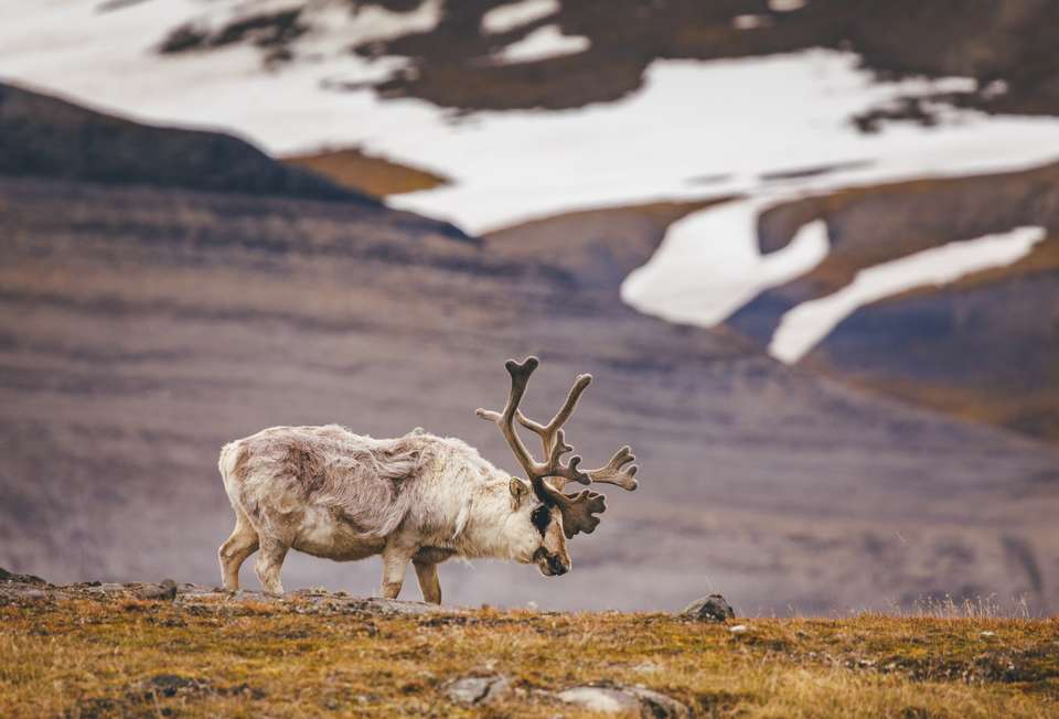 Svalbard in Summer: Tundra, Whales and Wildlife - Exodus Adventure Travels - Finland - Image 7