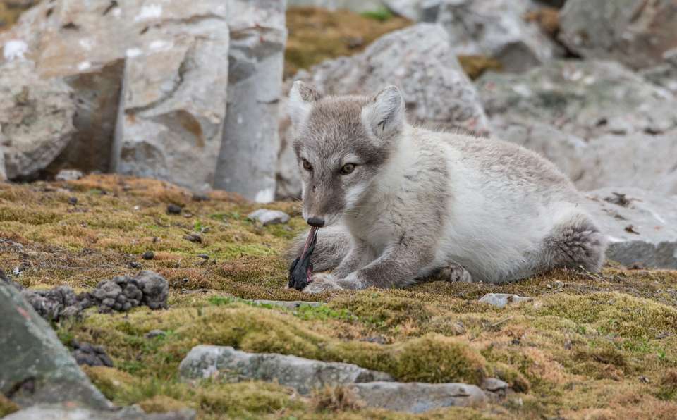 Svalbard in Summer: Tundra, Whales and Wildlife - Exodus Adventure Travels - Finland - Image 10