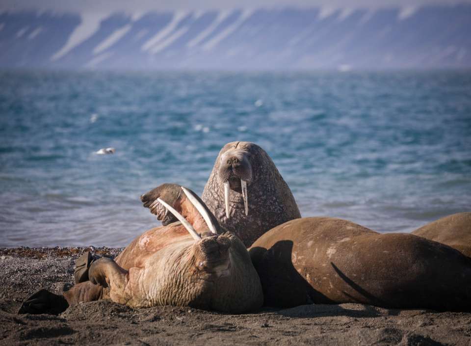 Svalbard in Summer: Tundra, Whales and Wildlife - Exodus Adventure Travels - Finland - Image 11