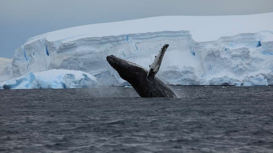 Svalbard- Last Stop before the North Pole - undefined - Image 7