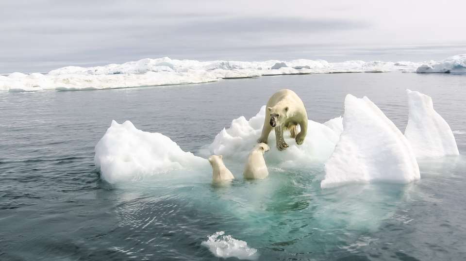 Svalbard- Last Stop before the North Pole - undefined - Image 8